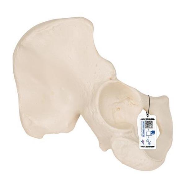 3B Scientific Hip Bone - w/ 3B Smart Anatomy 1019365